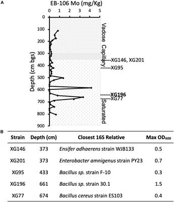 Characterization of a Metal-Resistant Bacillus Strain With a High Molybdate Affinity ModA From Contaminated Sediments at the Oak Ridge Reservation